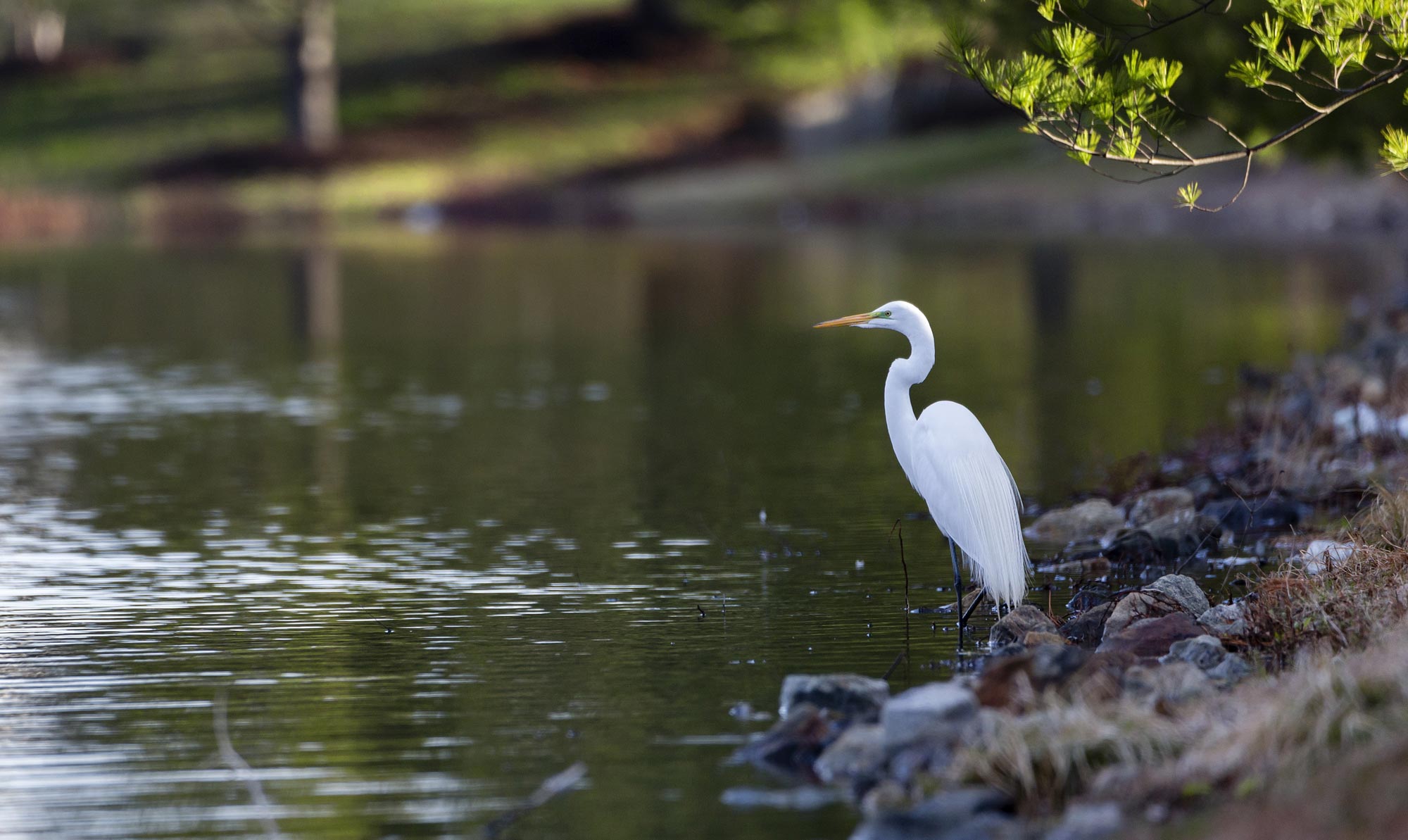 Egret