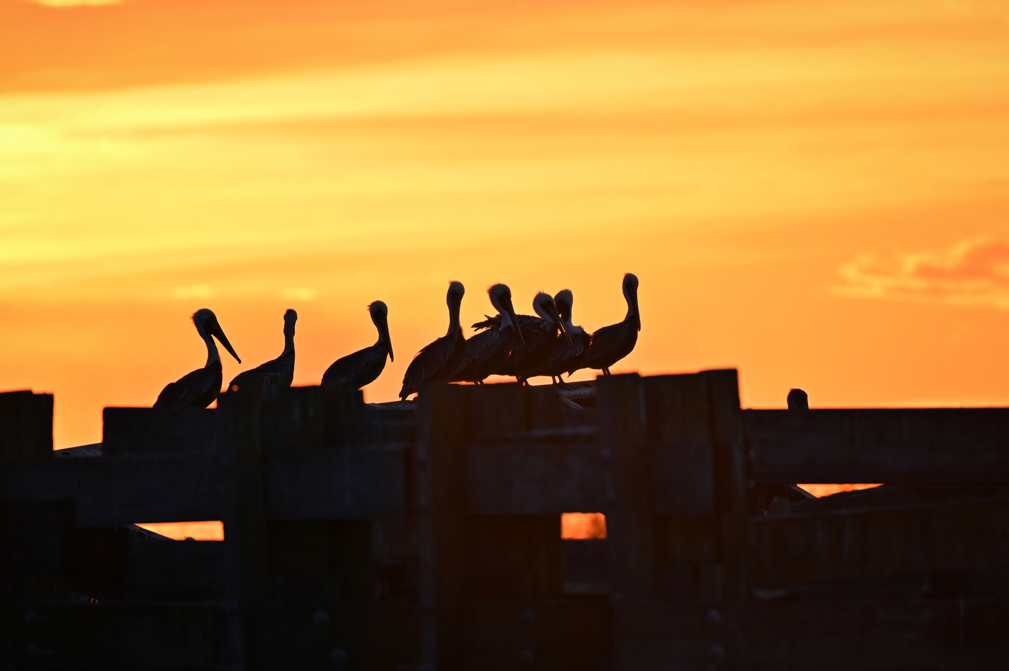 pelicans