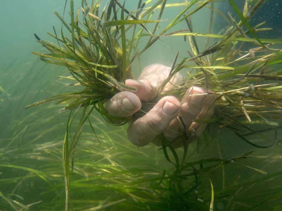 Seagrass beds off Virginia’s Eastern Shore went from barren sediment to abundant meadows in 20 years in the world’s largest restoration project. Photo Source: Jay Fleming