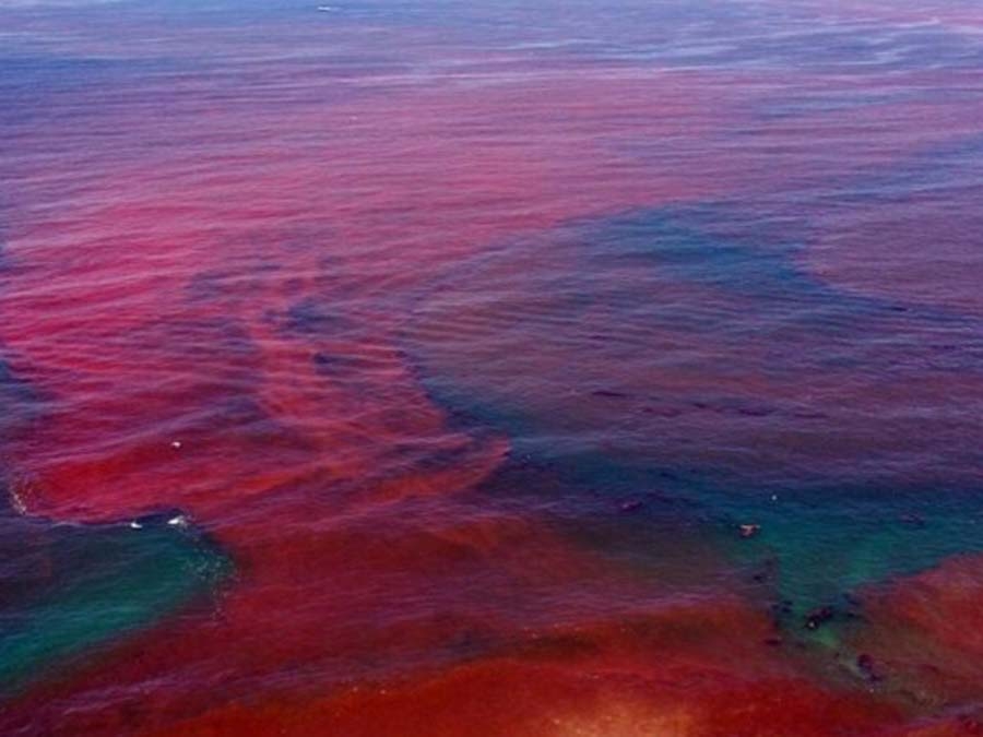 A harmful algal bloom offshore of San Diego County, California.