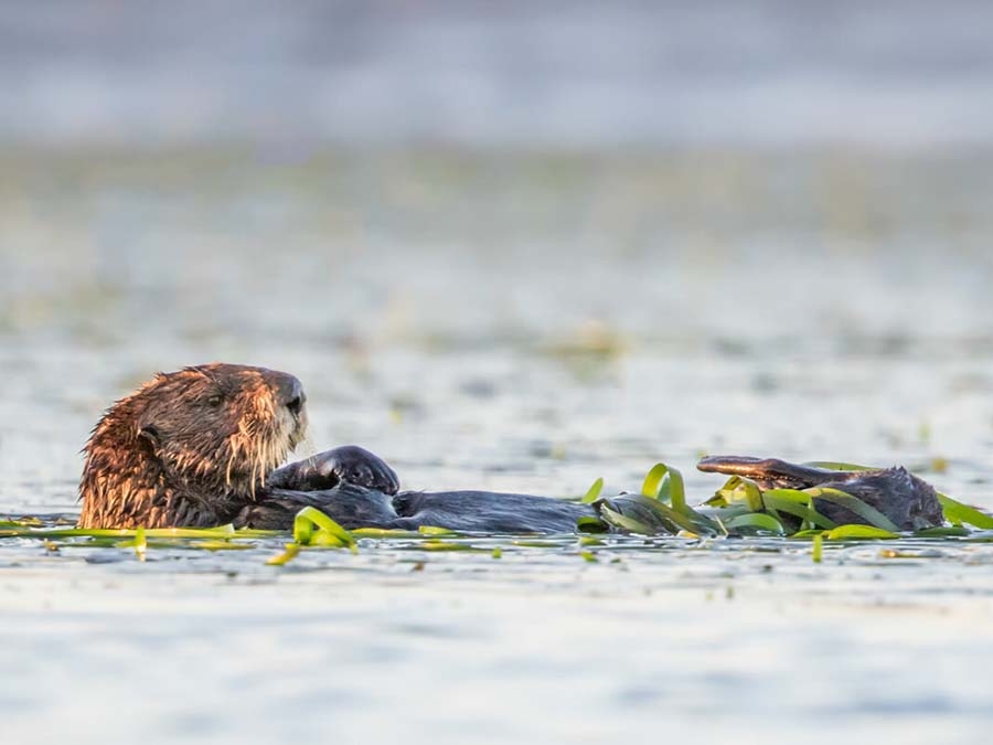 An otter resting over an eelgrass meadow. An otter floats above an eelgrass meadow.JOE TOMOLEONI/USGS