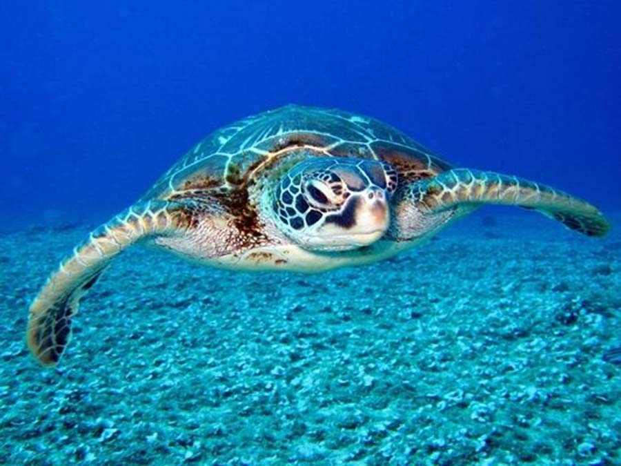 Loggerhead turtle (Source: Loggerhead Marine Center)