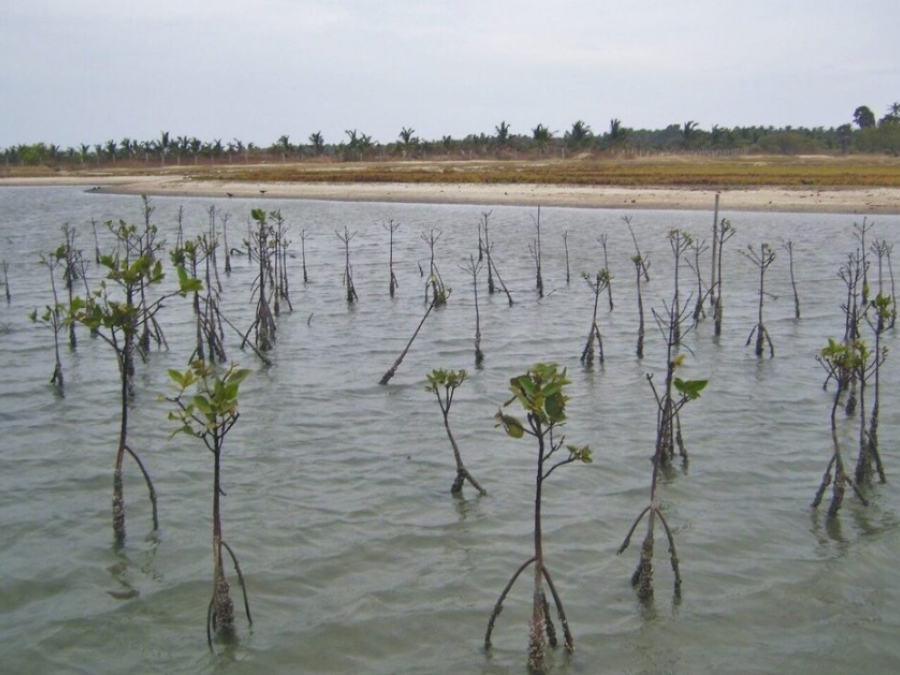 Sri Lanka: Learning From Failure-Mixed Results Of Post- Tsunami Mangrove Restoration