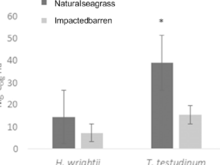 Seagrass Blue Carbon Dynamics In The Gulf Of Mexico: Stocks, Losses From  Anthropogenic Disturbance, And Gains Through Seagrass Restoration