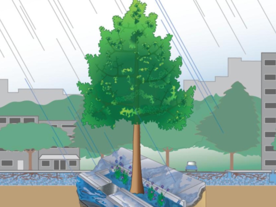 Stormwater To Stree Trees: Engineering Urban Forests For Stormwater Management