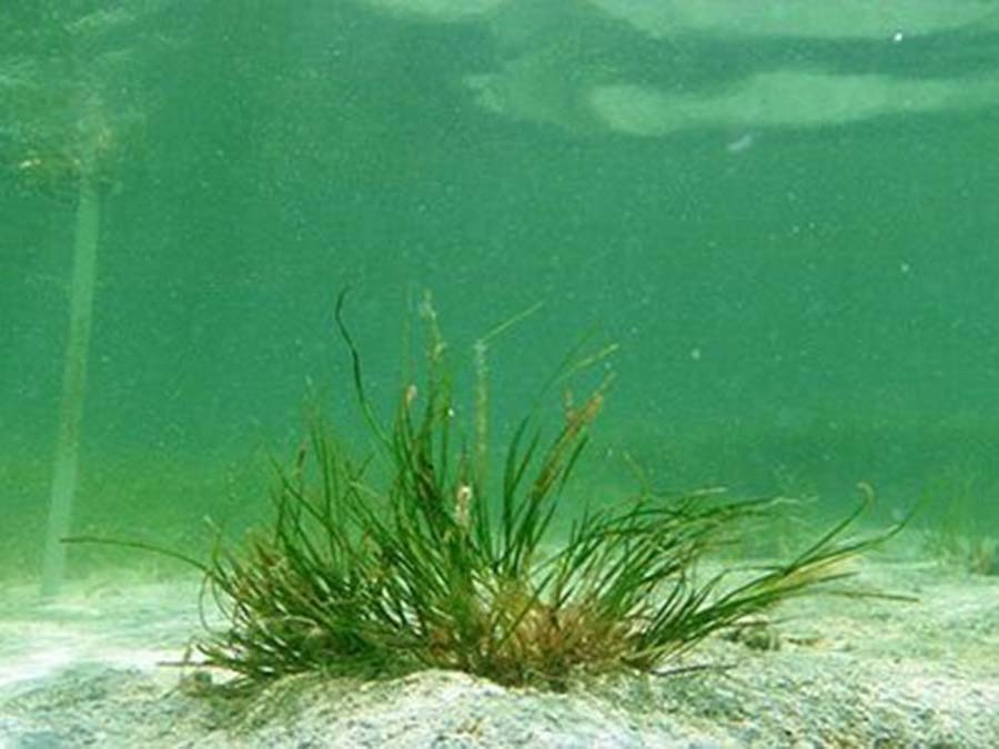 Shoal-Grass-page-image