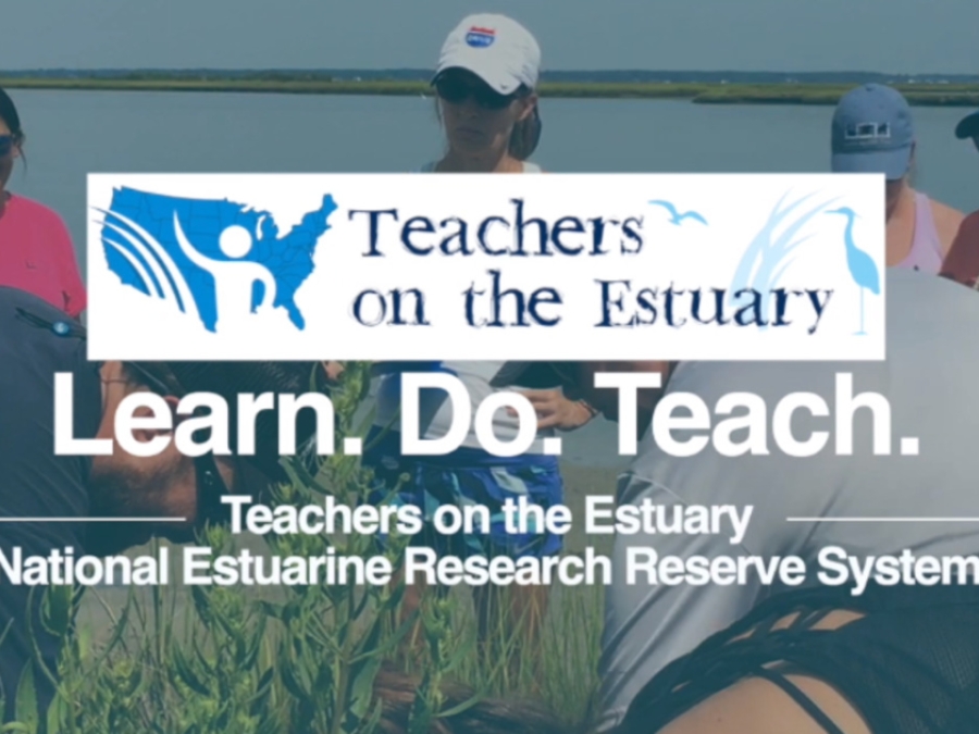 Teachers On The Estuary
