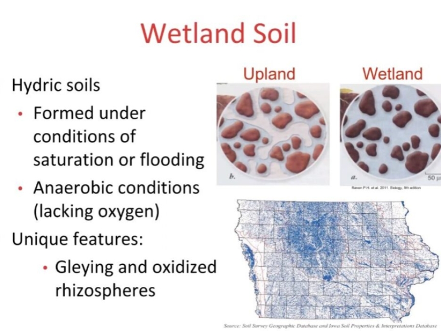 Wetland Ecosystem Services: How Wetlands Can Benefit Iowans