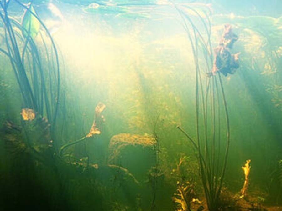 Why-Should-You-Add-Submerged-Plants-Into-Your-Pond
