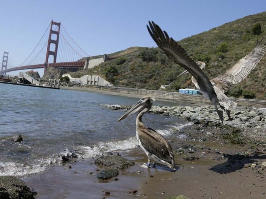 Brown pelicans in the San Francisco Bay (Source: Eric Risberg)
