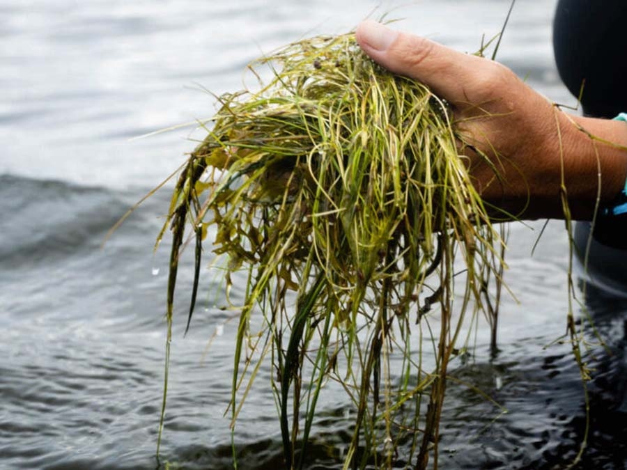 Underwater grasses, also known as submerged aquatic vegetation (SAV), are seen at Round Bay on the Severn River in Anne Arundel County, Md., on Aug. 26, 2019. (Image by Will Parson/Chesapeake Bay Program)