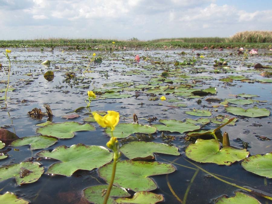 Submerged aquatic vegetation within southeast Louisiana. Photo by Kristin Demarco. 