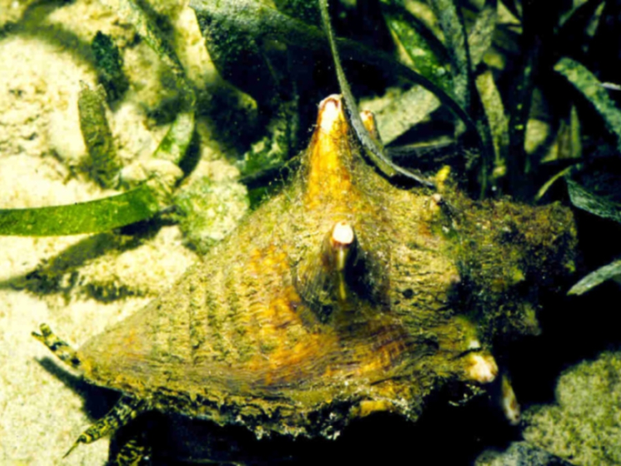 Why Is Submerged Aquatic Vegetation Deseignated As Essential Fish Habitat?