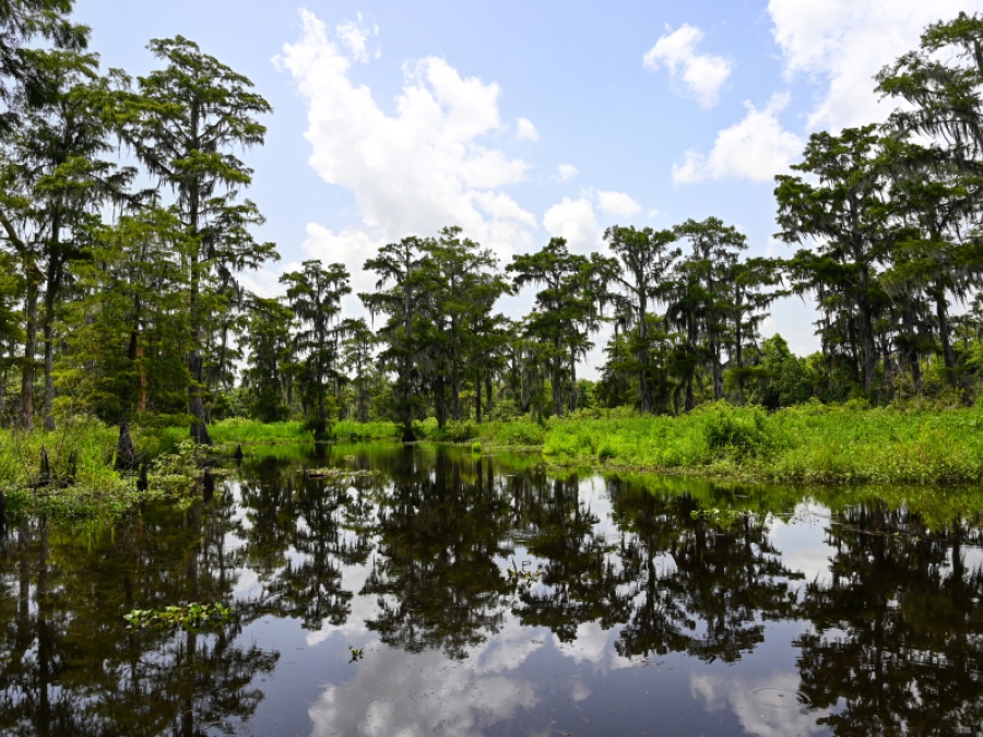 Wetlands