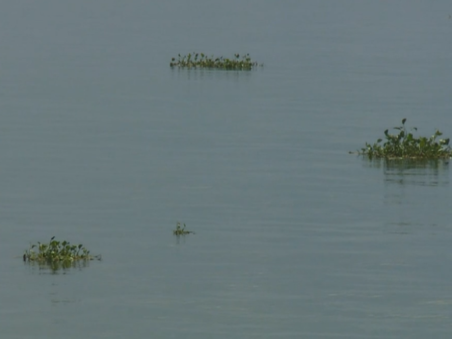 Water hyacinth 