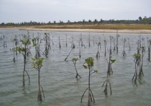 Sri Lanka: Learning From Failure-Mixed Results Of Post- Tsunami Mangrove Restoration