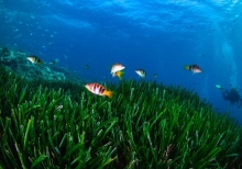 Seagrass Guide: What Is It And Why Is It So Important?