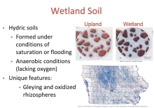 Wetland Ecosystem Services: How Wetlands Can Benefit Iowans