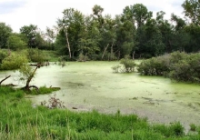 What Is A Wetland?