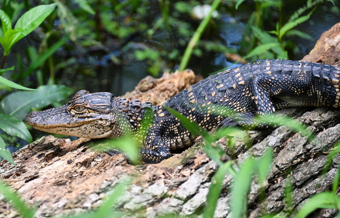 Get Involved | Pontchartrain Conservancy