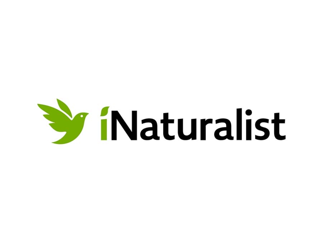 iNaturalistLogo