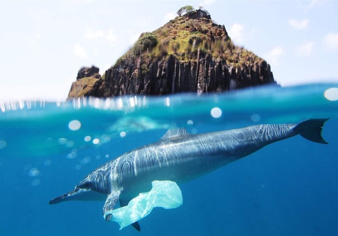 Plastic Pollution Affects Sea Life Throughout The Ocean