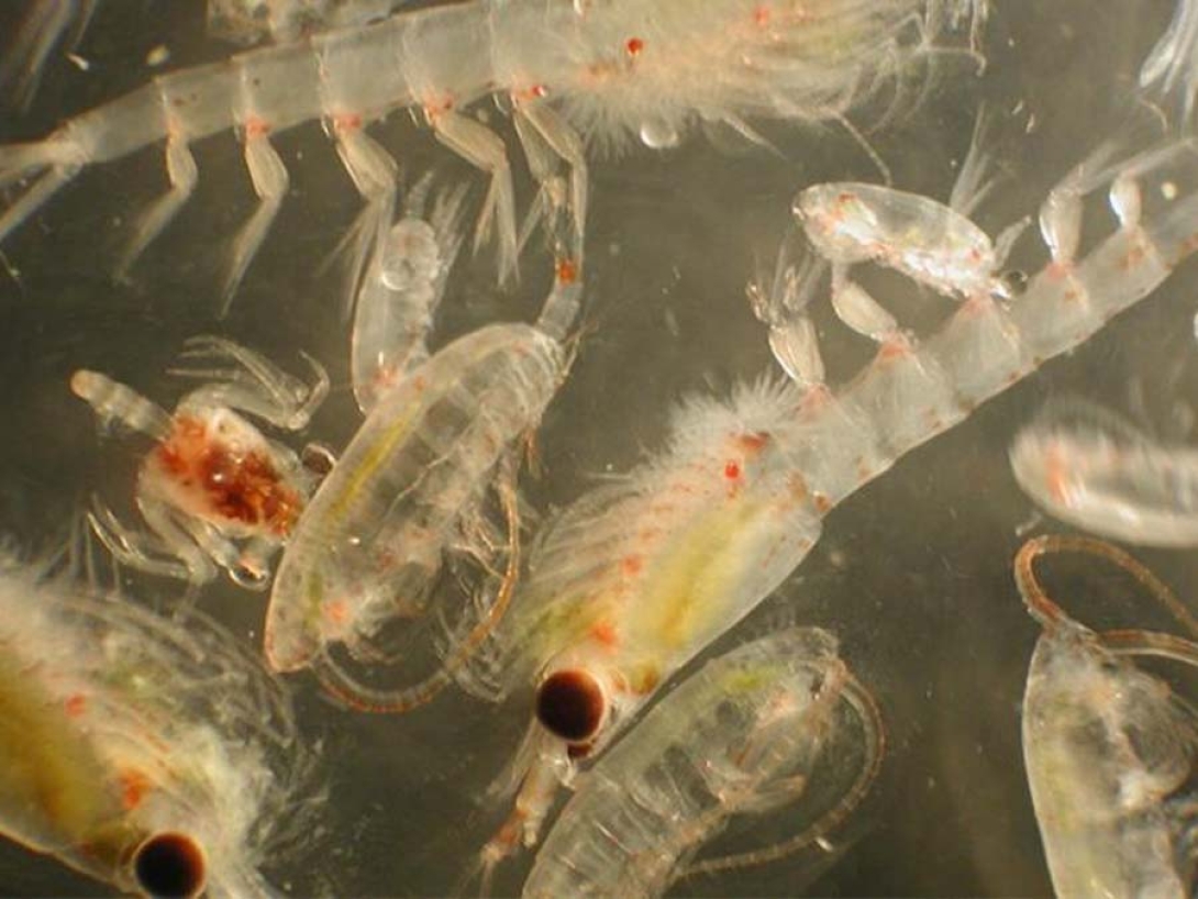 Zooplankton are a diverse community of animals and a critical link in the Bering Sea food web. Credit: NOAA Fisheries.