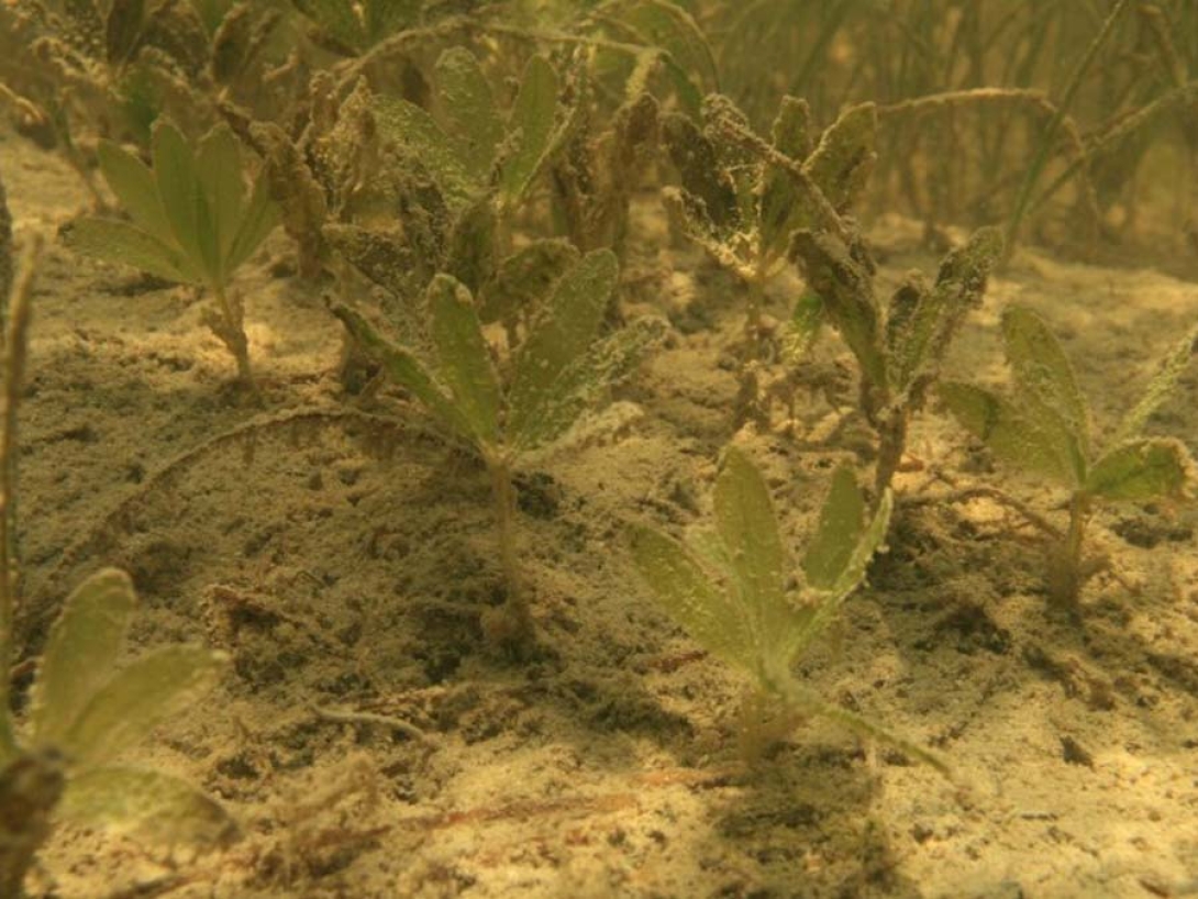 Biscayne Bay Aquatic Preserve - DEP Staff - Star Grass