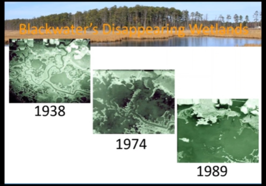 Using Sediment Enhancing To Build Tidal Marsh Resiliency On Blackwater National Wildlife Refuge