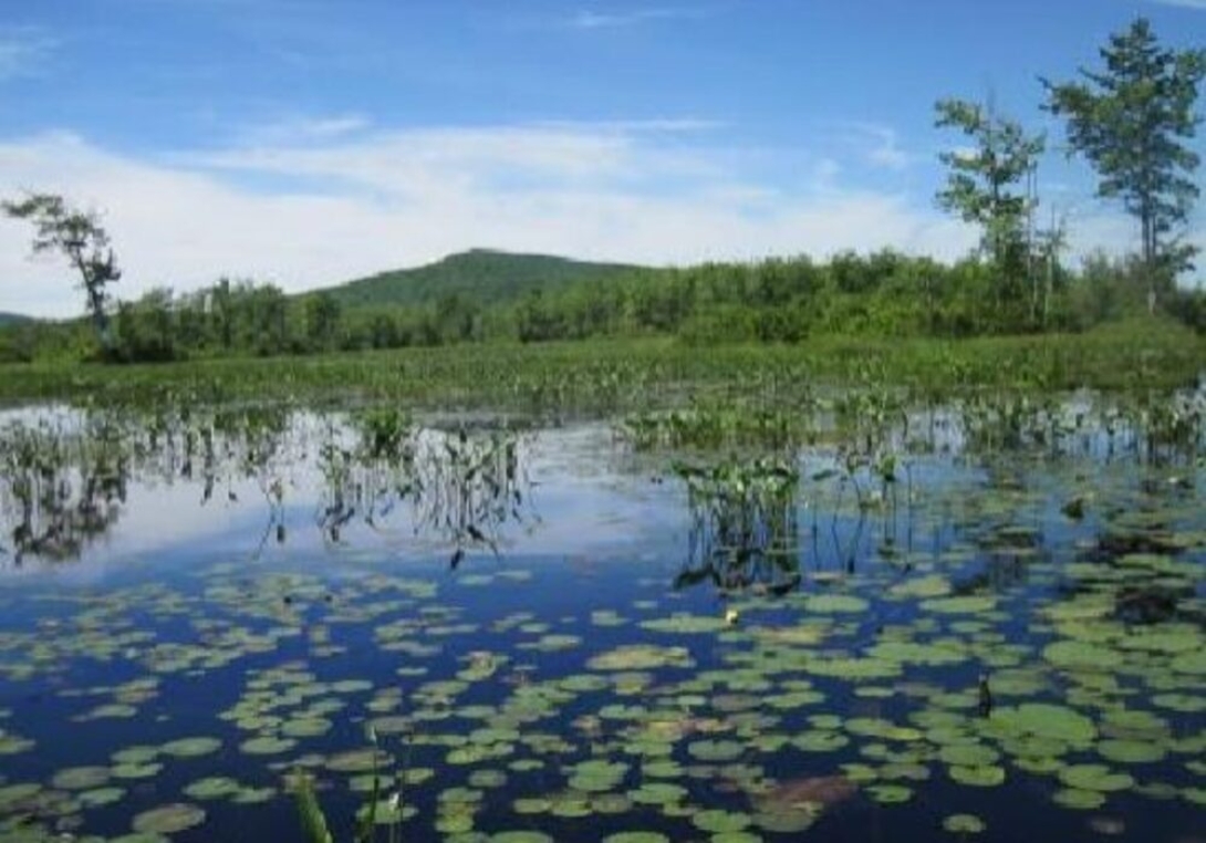 Economic Benefits Of Wetlands