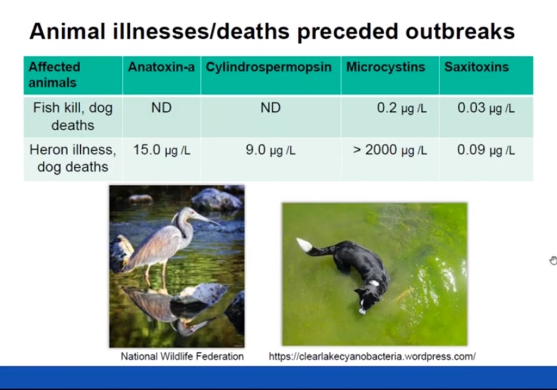 Health Effects Associated With Harmful Algal Blooms And Algal Toxins