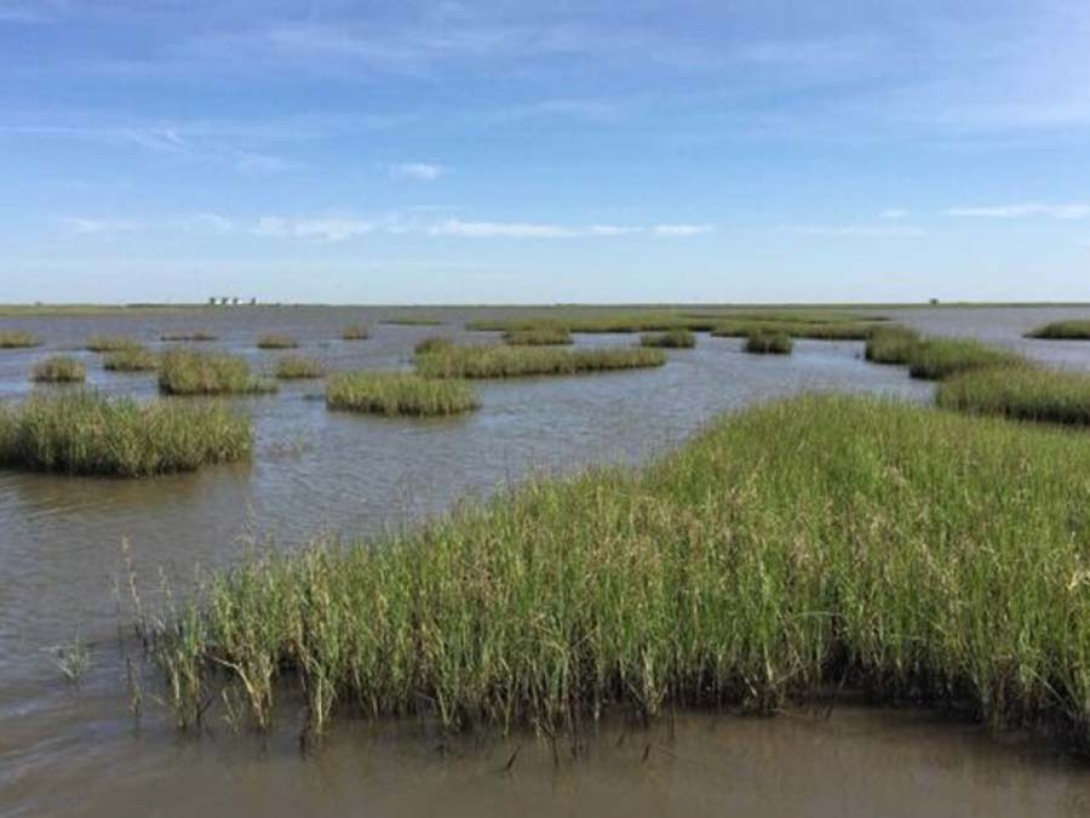 Source: Coastal Ecology and Seagrass Biology Lab