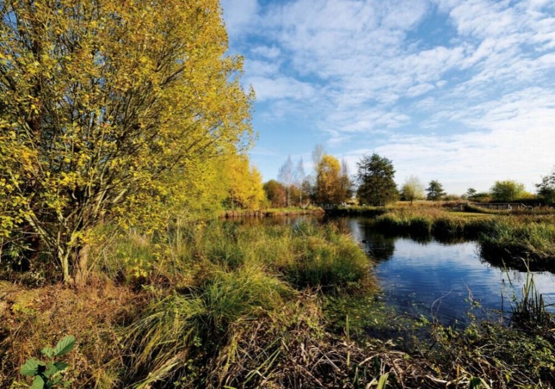 Urban Wetlands