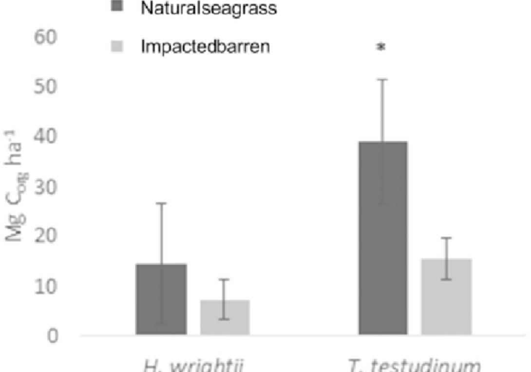 Seagrass Blue Carbon Dynamics In The Gulf Of Mexico: Stocks, Losses From  Anthropogenic Disturbance, And Gains Through Seagrass Restoration
