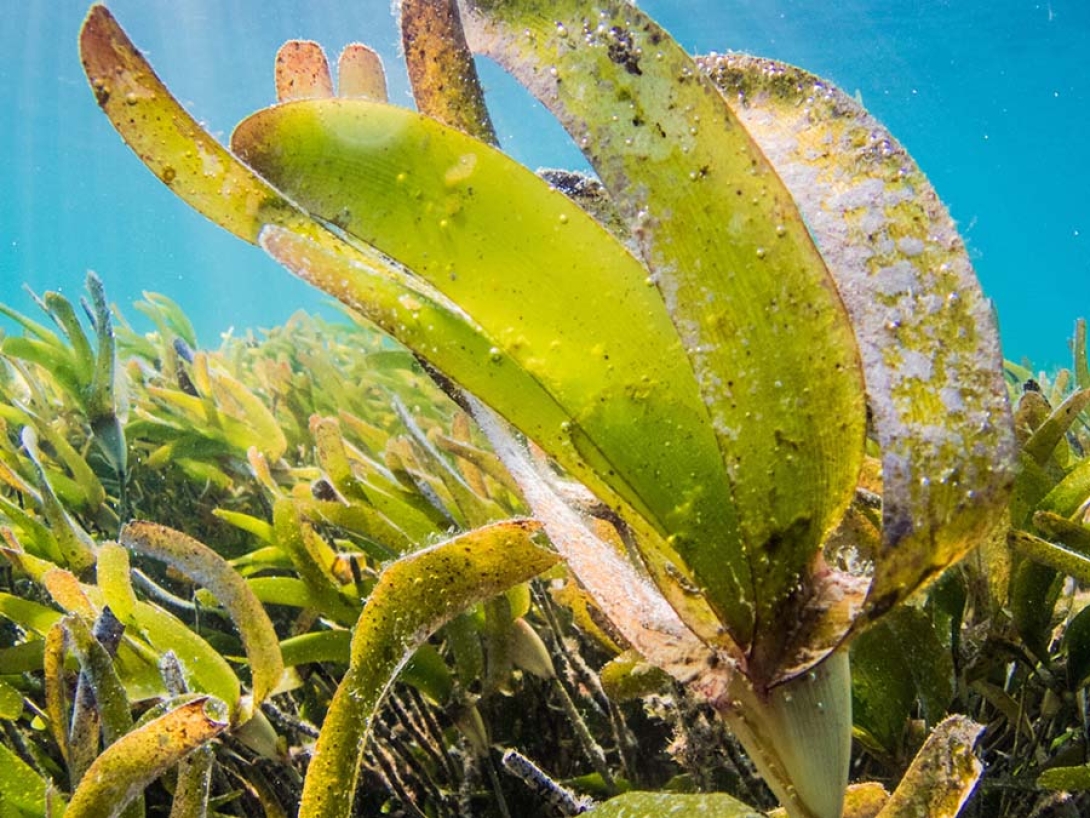 SubmergedAquaticVegetation