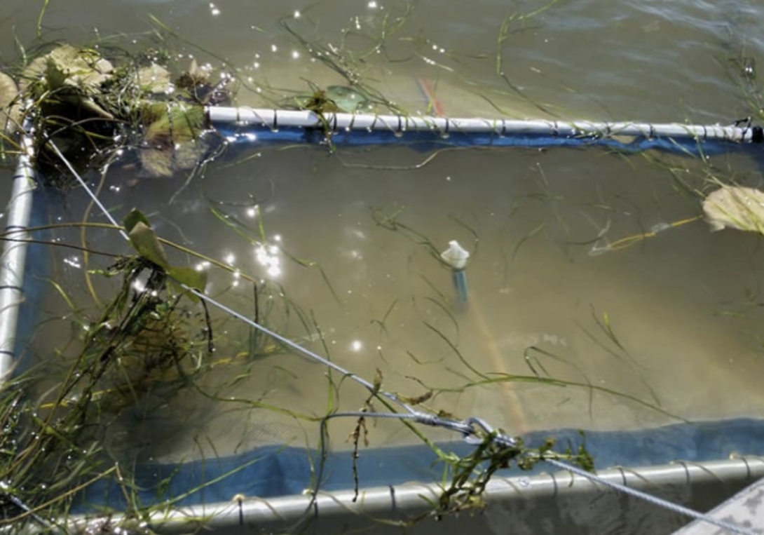 Fish Communinties In Submerged Aquatic Vegetation