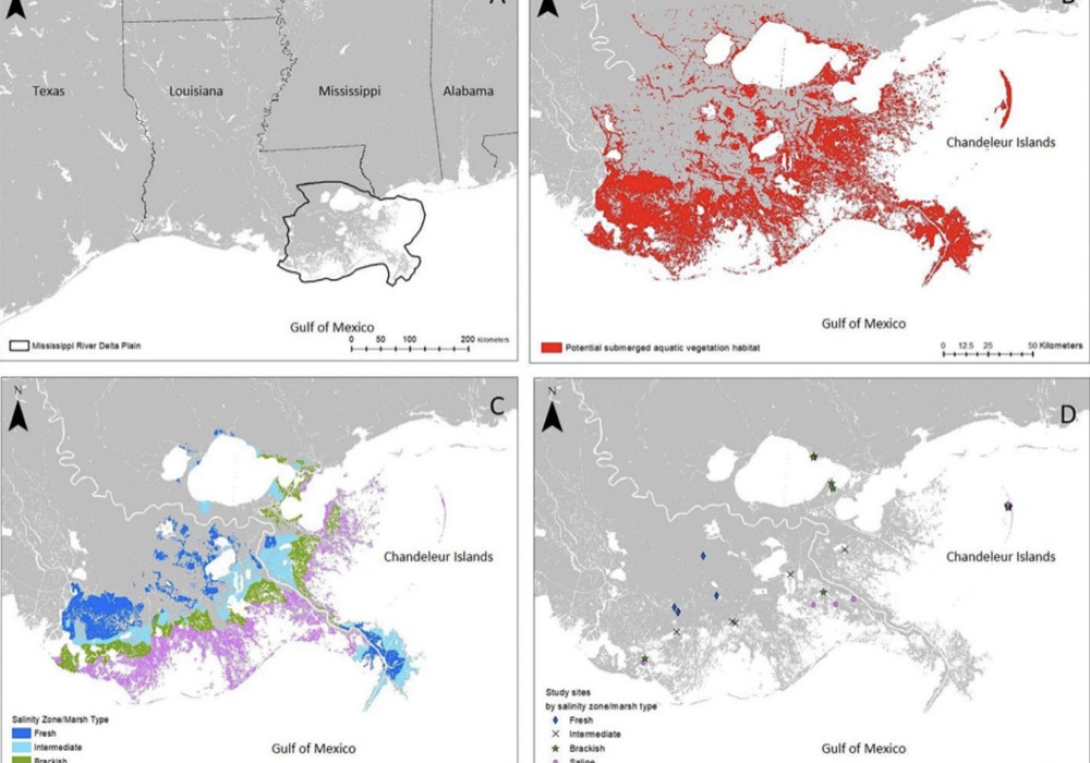 Estuarine Submerged Aquatic Vegetation Habitat Provides Organic Carbon Storage Across A Shiftign Landscape