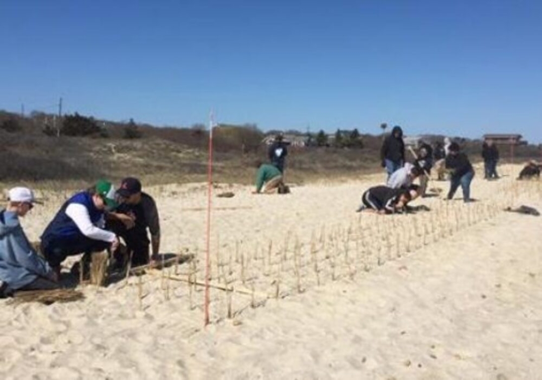 Nourishing Ecology And Society With Beachgrass