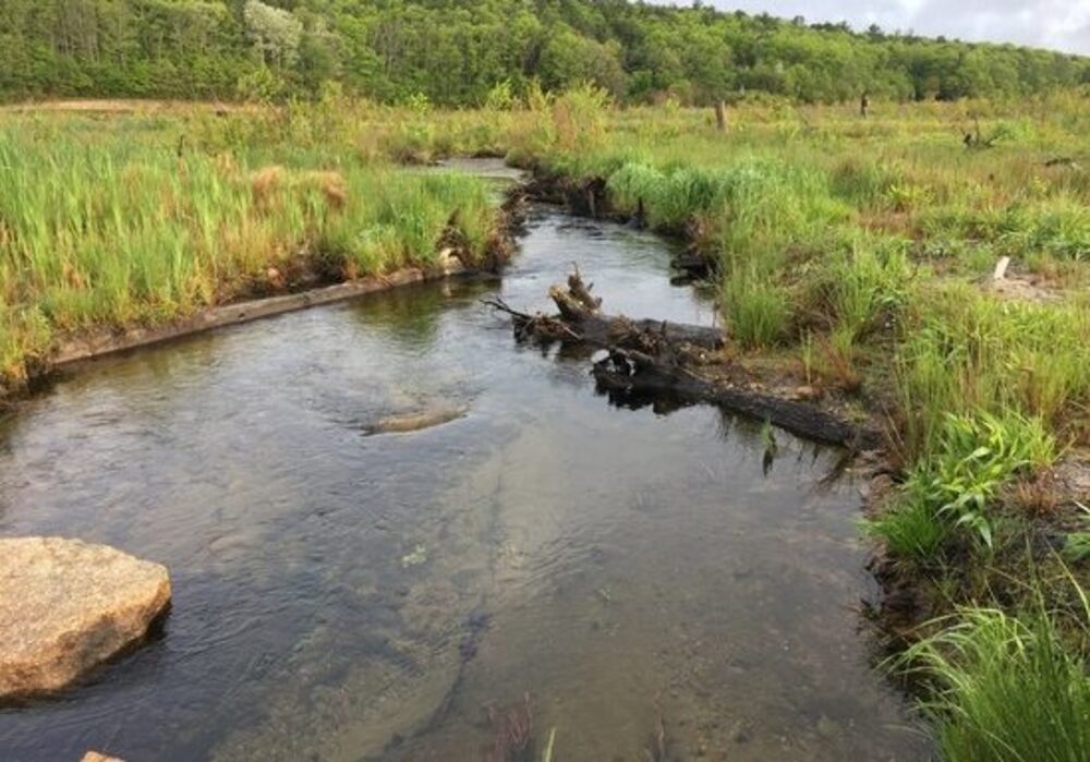 Coastal Wetlands: Too Valuable To Lose