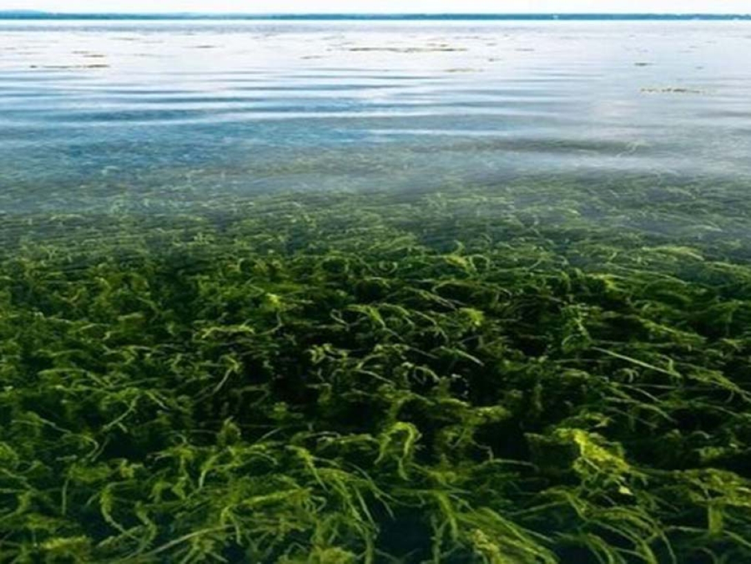 SAV growing in shallow water near Havre de Grace, MD. Credit: Will Parson/Chesapeake Bay Program