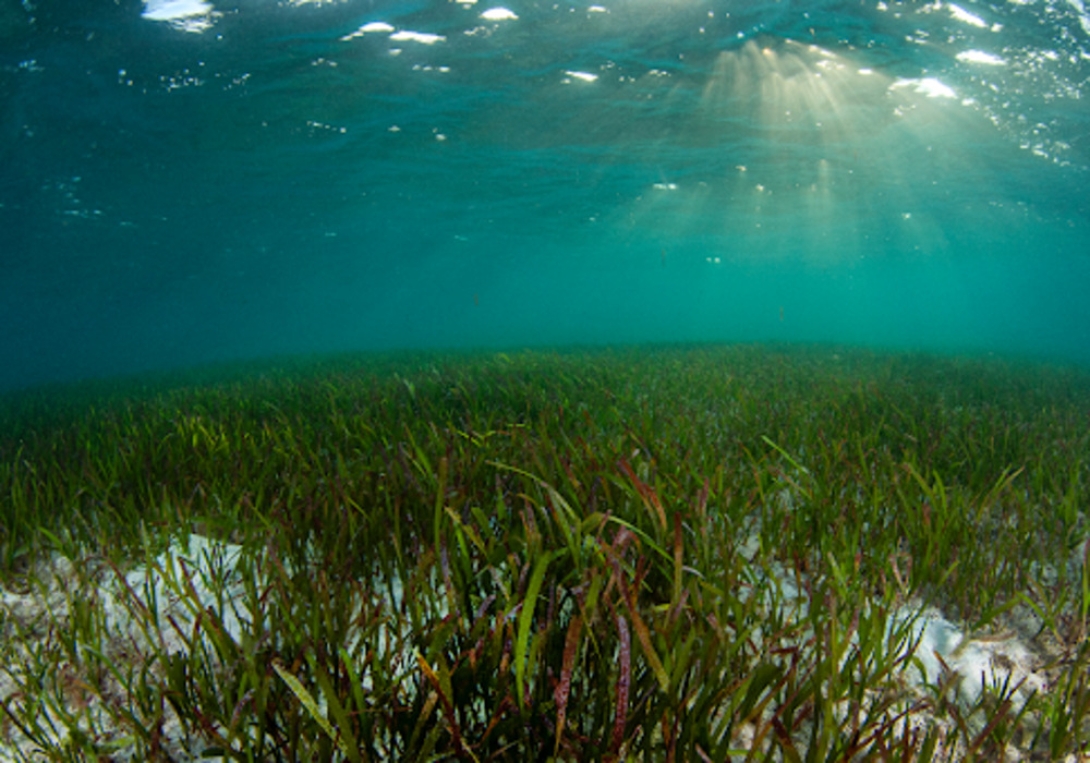 What Threats Do Mangroves And Seagrass Face?
