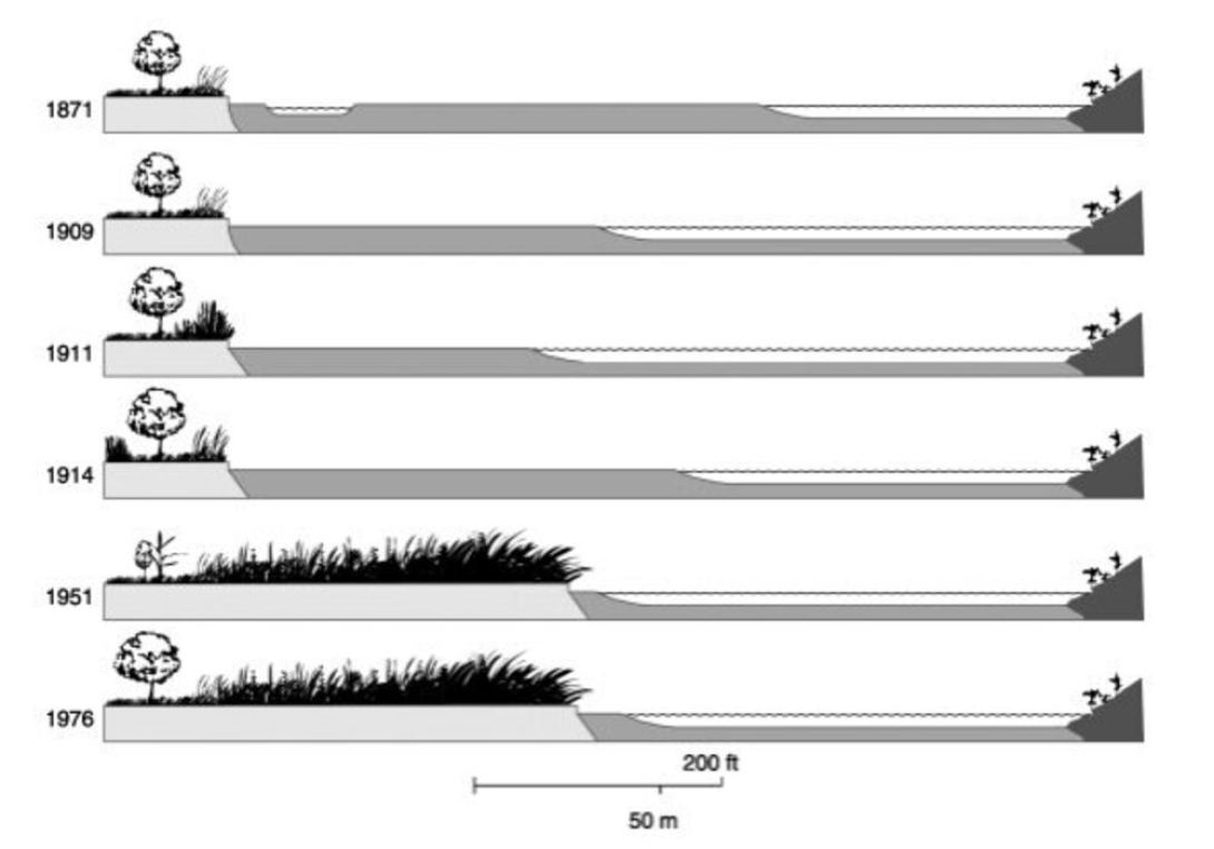 Causes And Consequences Of Invasive Plants In Wetlands: Opportunities, Opportunists, And Outcomes